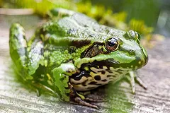 Астраханские ученые хотят накормить россиян консервами из лягушек