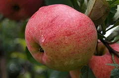 Врач назвал два продукта для избавления от «плохого» холестерина