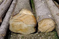 Заслуженный лесовод получил 10 лет колонии за рубку лесов на мебель