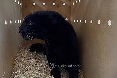 Дальневосточный леопард, родившийся в Екатеринбурге, отправился жить в Казахстан по обмену