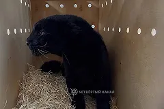 Дальневосточный леопард, родившийся в Екатеринбурге, отправился жить в Казахстан по обмену