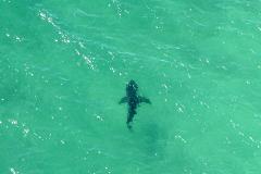 Нападение 70 акул на кита сняли на видео