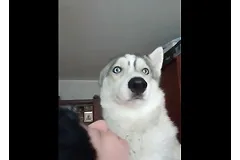 В Челябинске мужчина застрелил хаски, погнавшегося за птицей