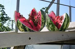 Массовое отравление ранними арбузами произошло на Южном Урале