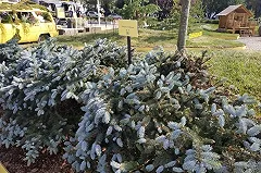 «Атмофест» вновь высадит сады на главной площади Екатеринбурга