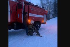 В Кушве пожарные спасли собаку, упавшую в карьер