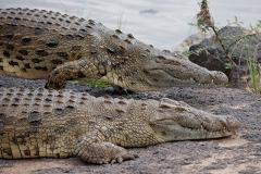 Уральцы смогут попробовать мясо филиппинского крокодила