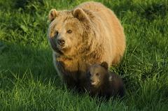 «Танцующего» с деревом медведя засняли в национальном парке в Приморье