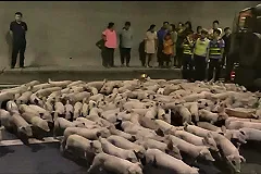 Сотни поросят разбежались по автомобильному тоннелю после ДТП