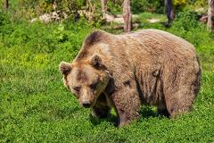 «Оцепенела от ужаса»: в лесопарке под Екатеринбургом заметили медведя