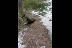 В Первоуральске неизвестный жестоко расправился со своими собаками, повесив их на дереве