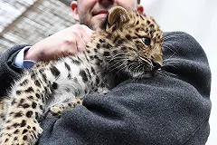 Два леопарда сбежали из жилой квартиры в Москве