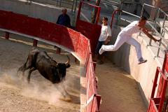 Француз погиб на забеге с быками в Испании