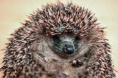 В Екатеринбурге енот и еж предсказали позднюю весну