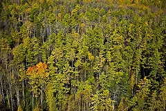 Полиция ищет убийц охотников в югорской тайге