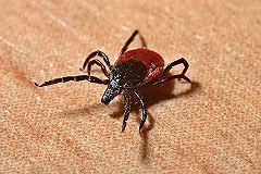 Вакцинация от клещевого энцефалита в 2021 году. Что важно знать