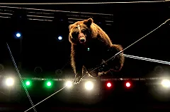 В Норильске уволили пытавшихся наехать на медведя машинистов