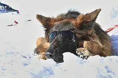 В Екатеринбурге будут судить мужчину, который застрелил чужого пса