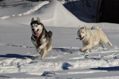 Оренбургские приставы арестовали 66 собак породы хаски
