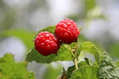 Синоптики рассказали, чего екатеринбуржцам ожидать от погоды в июле