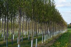 Предприниматель, вырубившая клены на Вайнера, обещала посадить новые деревья