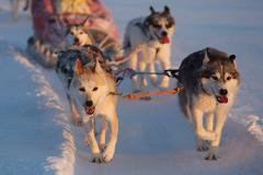 В Екатеринбурге проходят гонки на собачьих упряжках