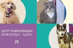 Тысячи спасенных жизней: ЦРЖ УрГАУ рассказал о своих подопечных