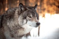 На Урале на сады напали волки