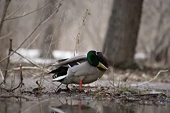 Галина Шепоренко: можно смело менять зимнюю резину