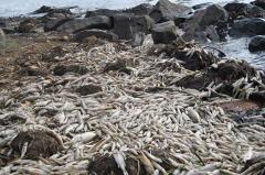 Ученые объяснили, почему на Урале массово гибнет рыба