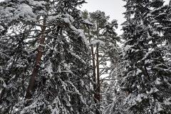 «Шансов выжить не было»: свердловского дровосека задавило деревом
