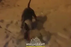 В Свердловской области стаффордширский терьер набросился на шпица и покусал школьницу