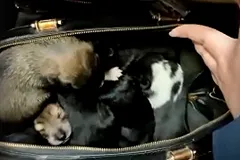 В Екатеринбурге на остановке нашли сумку с новорожденными щенками