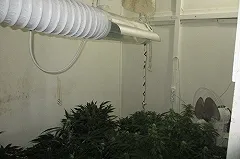 Жителя Нижнего Тагила привлекли к уголовной ответственности за выращивание наркосодержащих растений