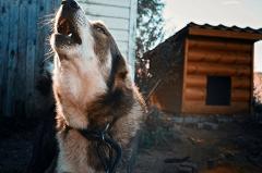 В Свердловской области бродячая собака покусала мальчика