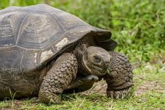 Оплодотворившего сотни черепах самца спустя 80 лет отпустили домой