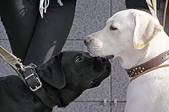 Екатеринбуржец, застреливший собаку на глазах хозяйки, отделается штрафом