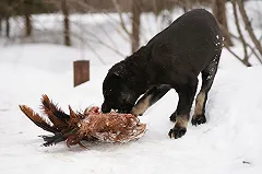 Собака насмерть загрызла полуторагодовалого ребенка в Челябинской области