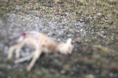 В Свердловской области тела мёртвых косуль находят десятками