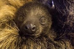 Ленивцы не поленились: в Екатеринбургском зоопарке появился новый малыш