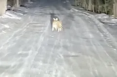 Назван хозяин дикой кошки, которая перепугала свердловчан