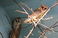 «Лунный цветок» и «драгоценная монета» поселились в Екатеринбургском зоопарке