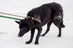 Уральцы спасли страдающего аквафобией пса с замерзшего пруда