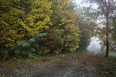 Пропавшего 18-летнего молодого человека нашли мертвым в лесу