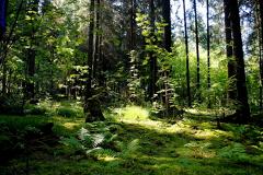 Екатеринбуржцев призывают прибрать Шарташский лесопарк