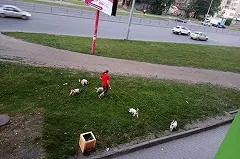 Кинологи прокомментировали действия полицейских, застреливших пса на Уралмаше