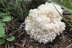 В Свердловской области нашли странный гриб с шипами