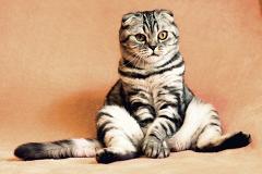 Российским кошкам запретили участвовать в международных выставках