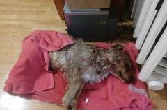 В Североуральске неизвестные расстреляли бродячую собаку