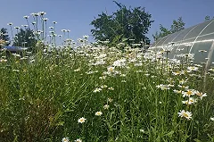 Дачников могут оштрафовать за мяту и ромашку